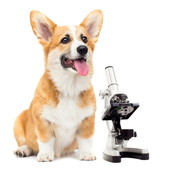 Corgi with microscope