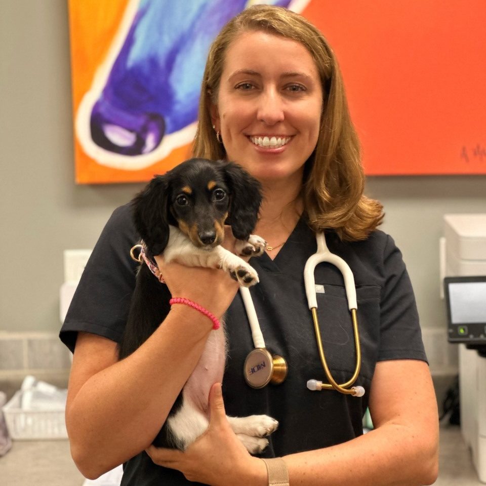 Pet wellness care in Simpsonville, SC