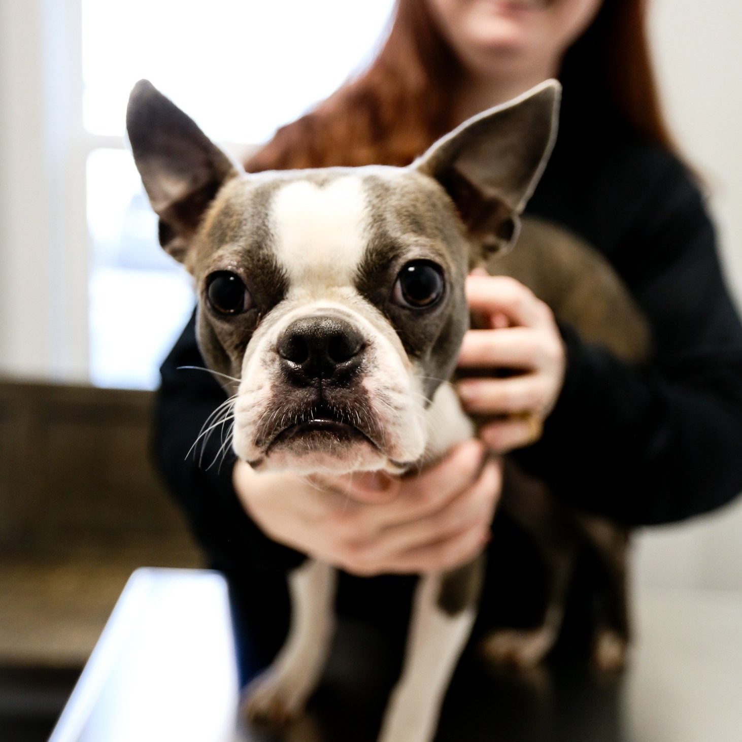 Veterinary internal medicine at Simpsonville Animal Hospital