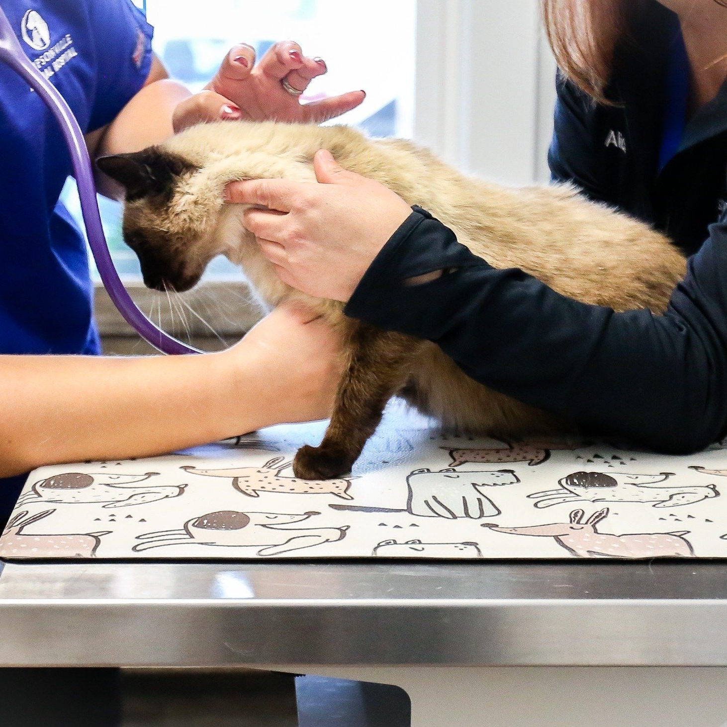 Pet dermatology care at Simpsonville Animal Hospital