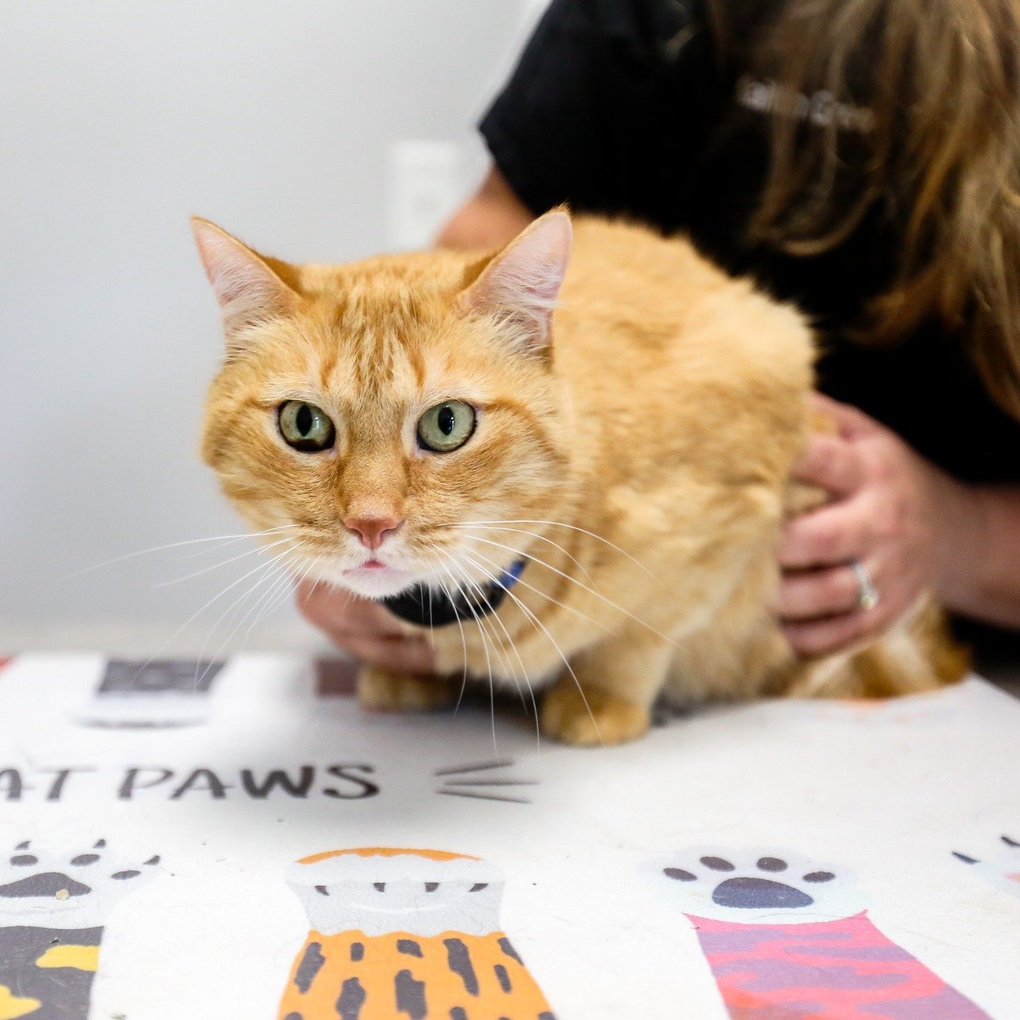Diagnostic lab at Simpsonville Animal Hospital