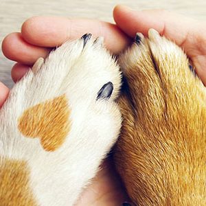 Dog and human holding hands