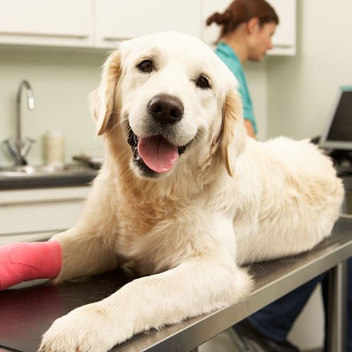 Yellow lab on a surgery table with a splint