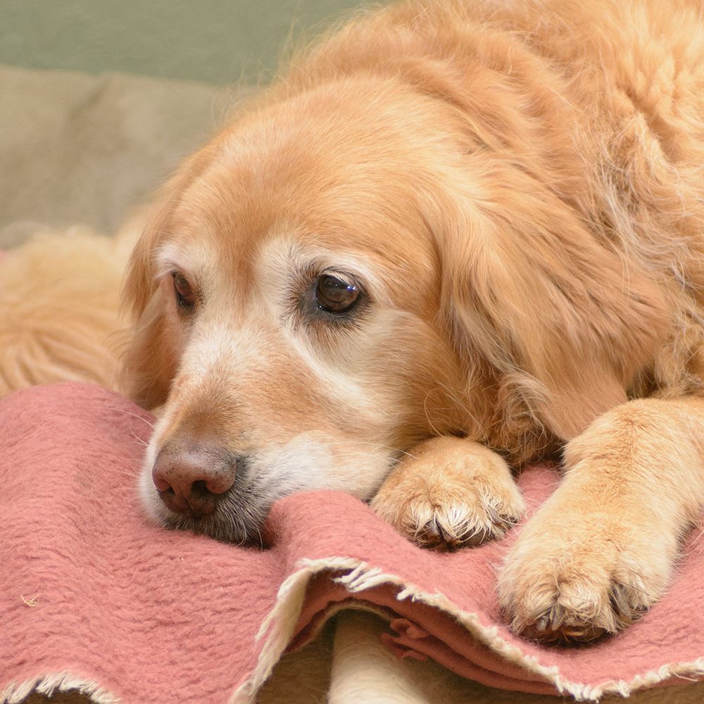 Older golden dog laying on a couch
