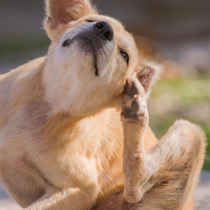 brown dog scratching itself, self hygiene in wildlife of an abandoned bummer